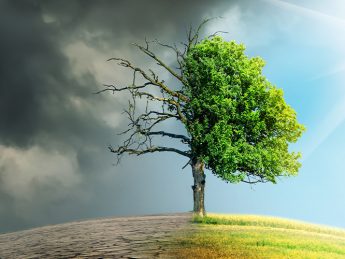 Impact of Climate Change: Elevated Summer Temperatures Heighten Fungal Infection Risk.