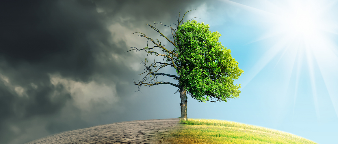 Impact of Climate Change: Elevated Summer Temperatures Heighten Fungal Infection Risk.